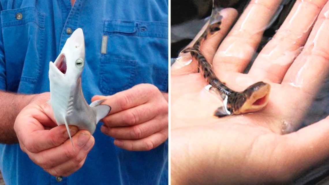 Top 10 smallest sharks in the world