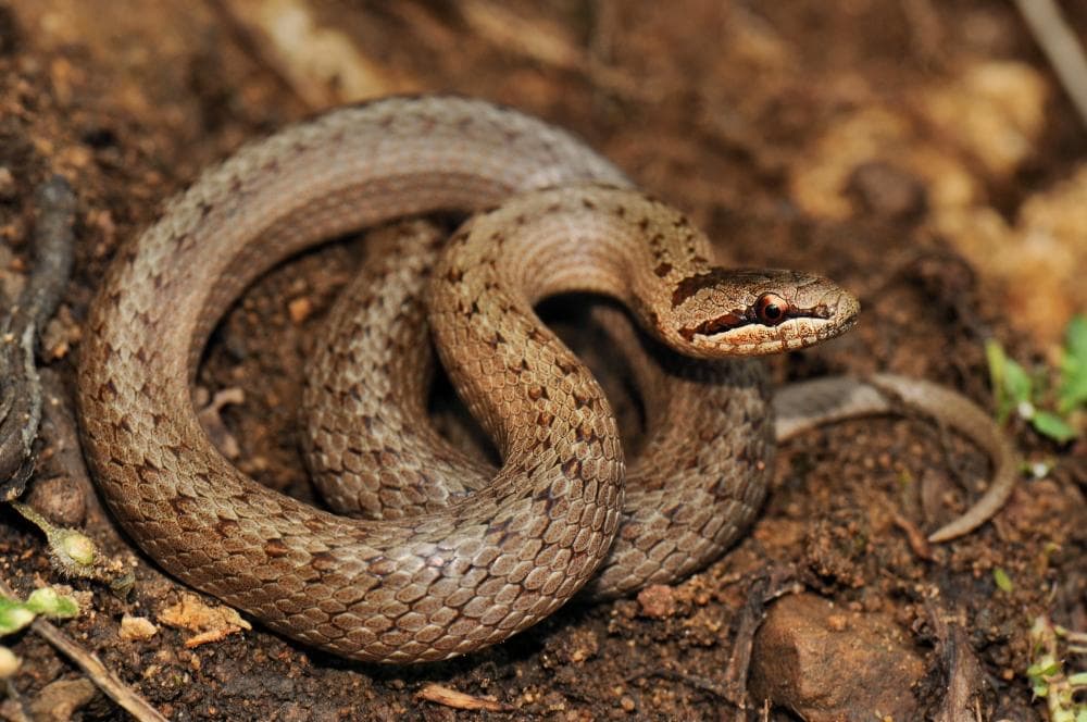 Top 10 smallest snakes in the world