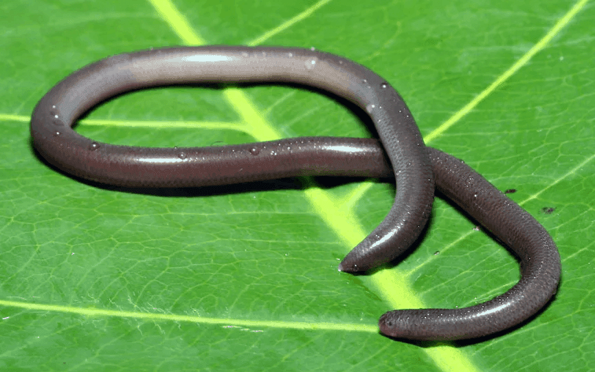 Top 10 smallest snakes in the world