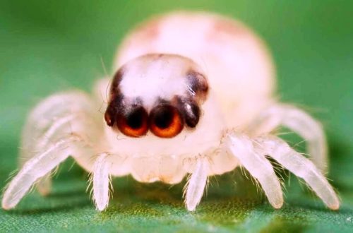 Top 10 smallest spiders in the world