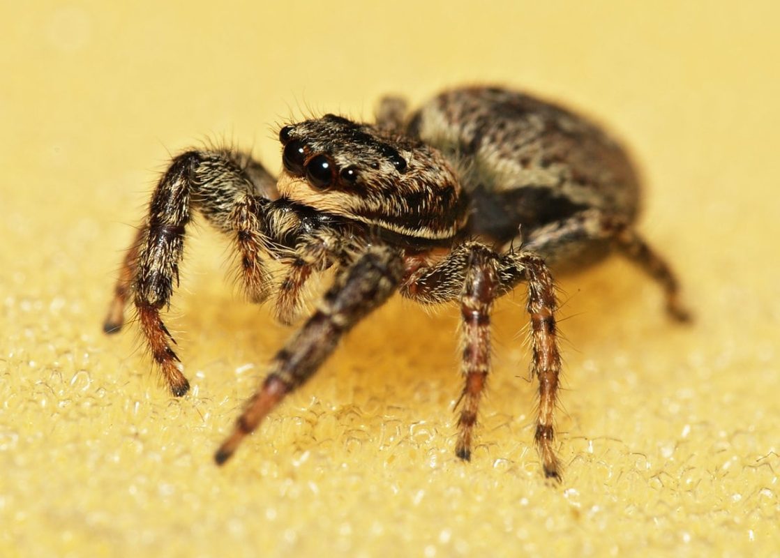 Top 10 smallest spiders in the world