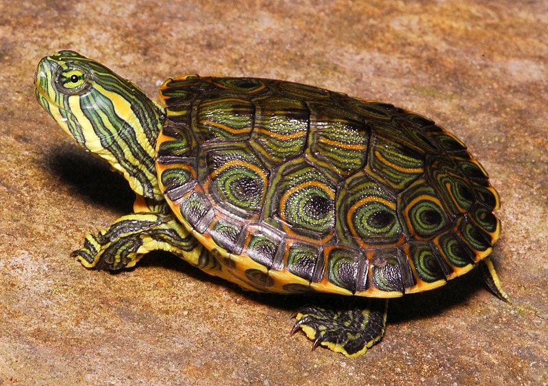 Top 10 smallest turtles in the world