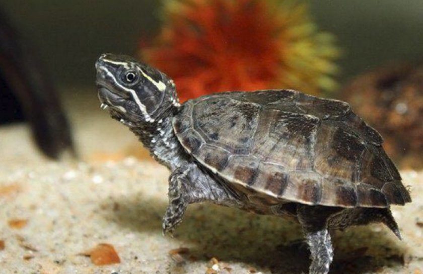 Top 10 smallest turtles in the world