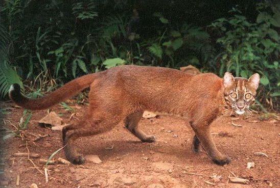 Top 10 smallest wild cats in the world