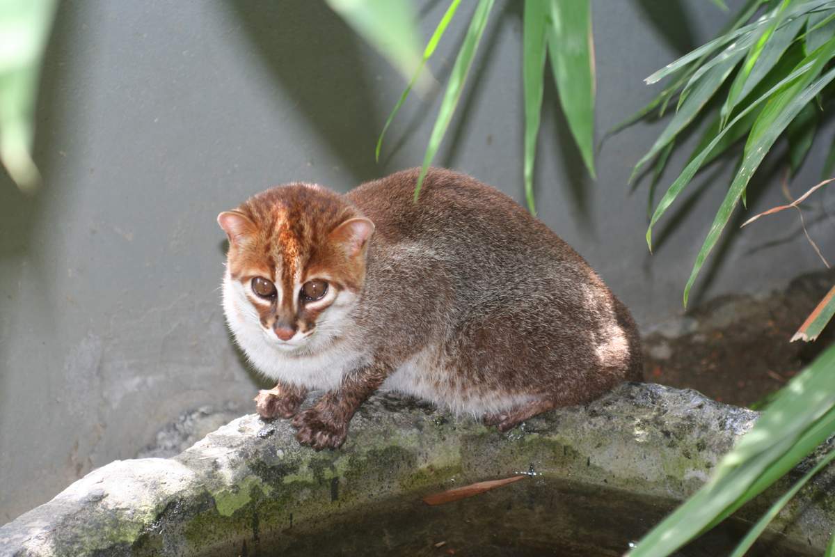 Top 10 smallest wild cats in the world