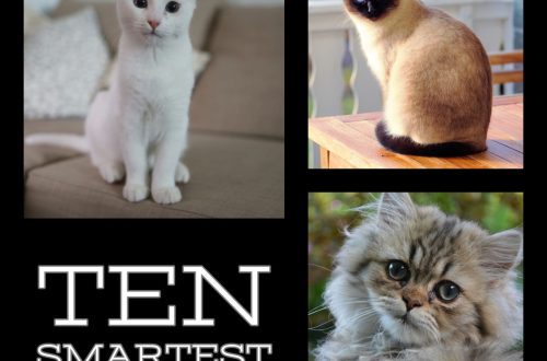Top 10 smartest cat breeds