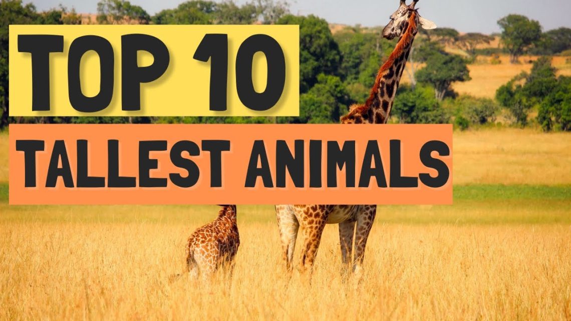Top 10 tallest animals in the world