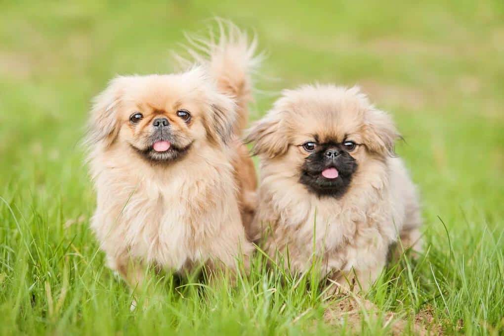 Top 10. The most popular dog breeds in the world
