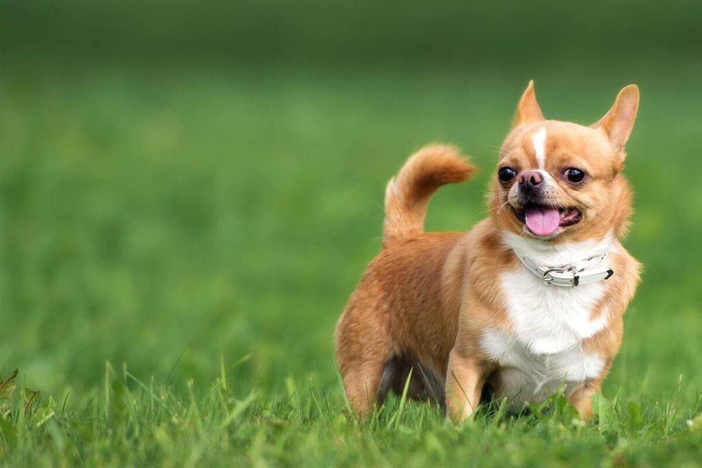 Top 10. The most popular dog breeds in the world
