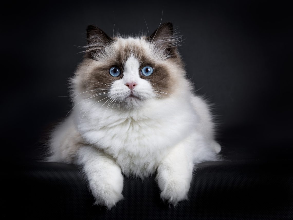 Top 5 Fluffiest Cat Breeds