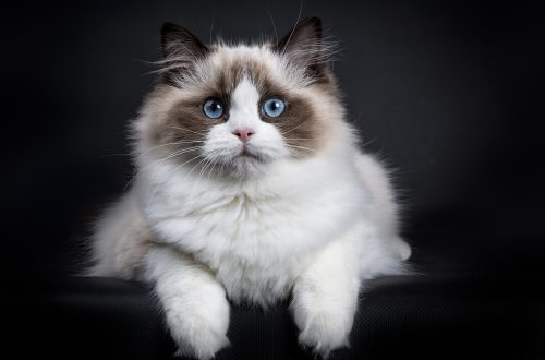 Top 5 Fluffiest Cat Breeds