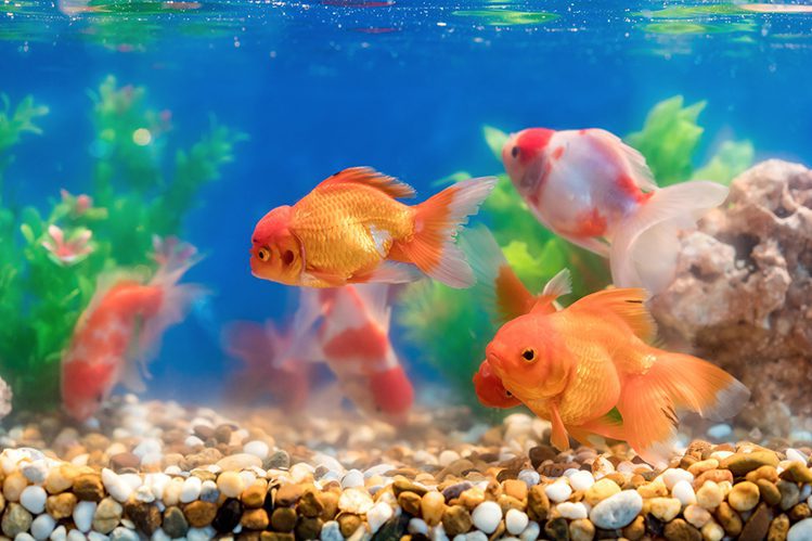 Top 5 mistakes in feeding aquarium fish