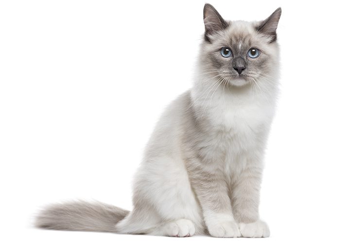Top 5 white cats