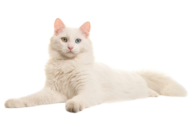 Top 5 white cats