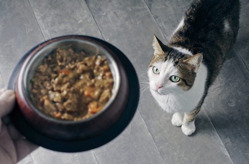 Top 9 Cat Feeding Mistakes