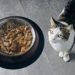 How to feed your cat wet food