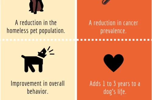 Top Benefits of Spaying a Dog
