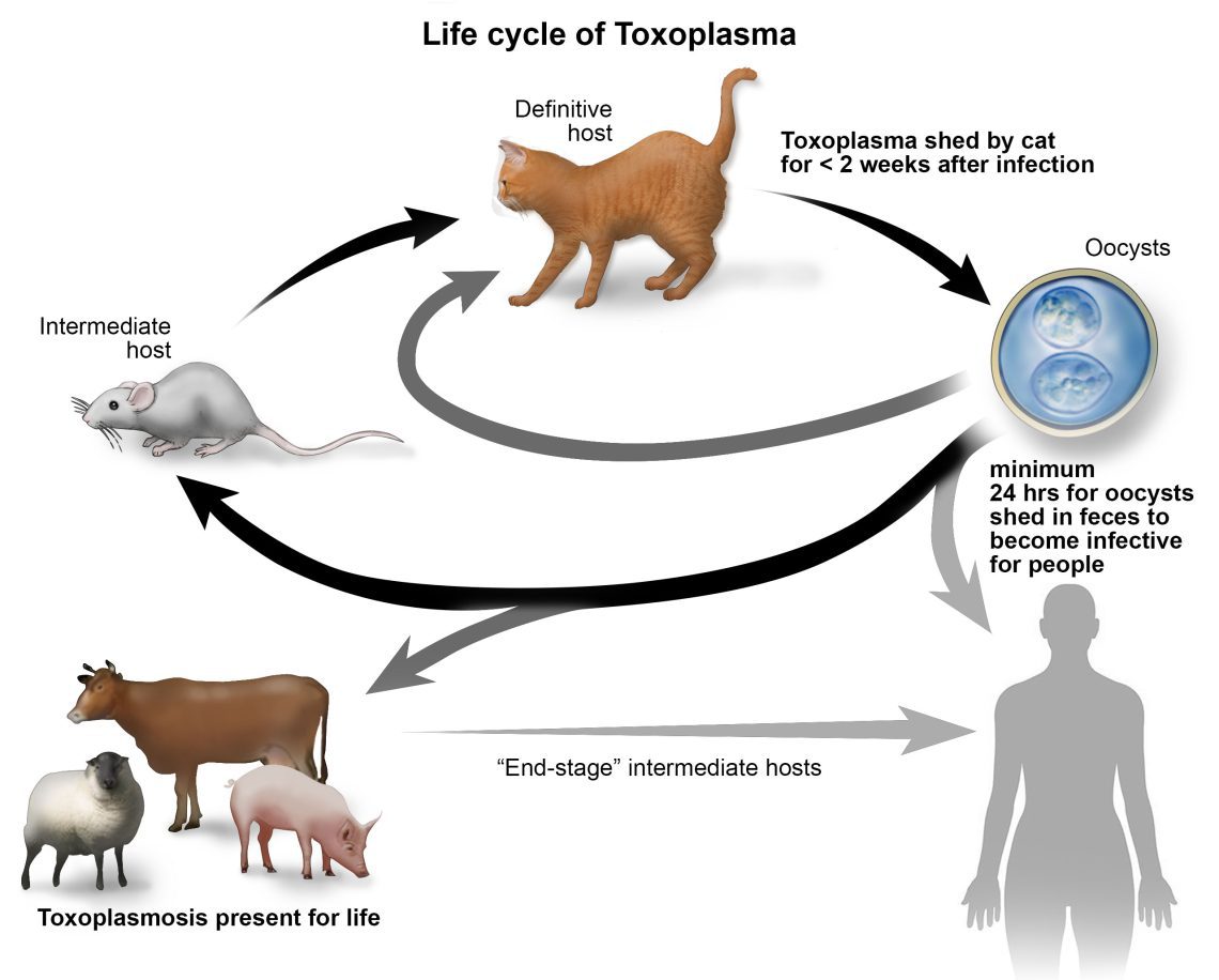 Toxoplasmosis in cats: symptoms, treatment and prevention