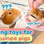Toys for guinea pigs: ready-made and do-it-yourself (photo)