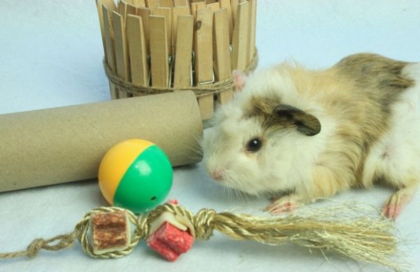 Toys for guinea pigs: ready-made and do-it-yourself (photo)