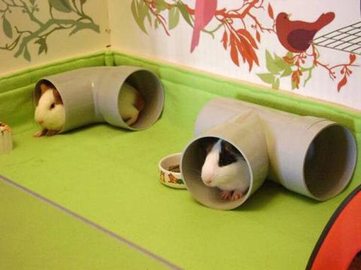 Toys for guinea pigs: ready-made and do-it-yourself (photo)