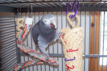 Mänguasjad papagoidele: mida ja kuidas oma kätega teha