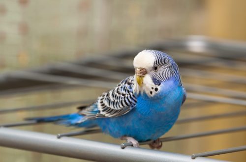 Training a budgerigar: how to teach him to speak, basic rules, methods and methods of training