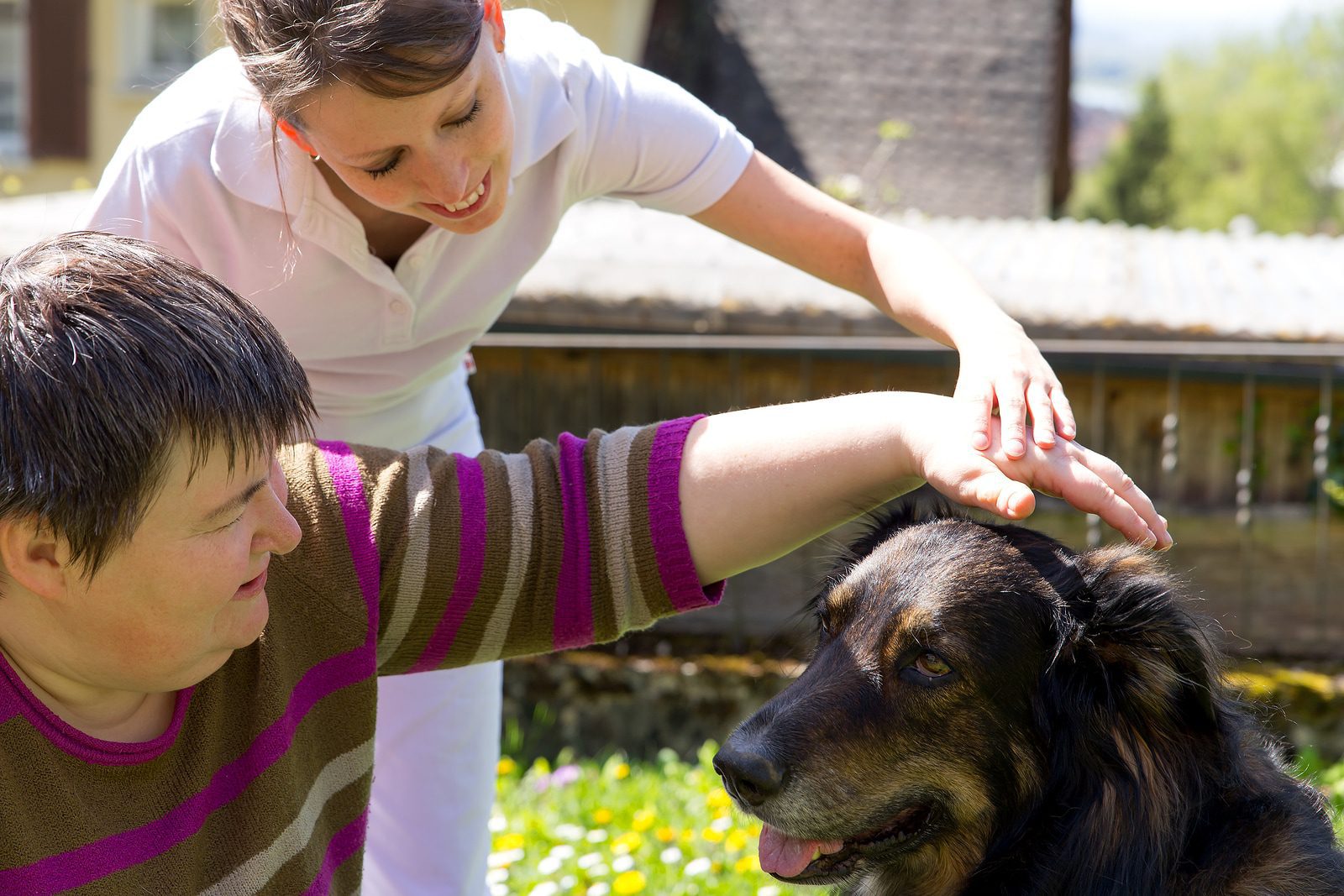 Training and registration of a therapy dog