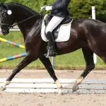 Training trot: on the way to perfection!