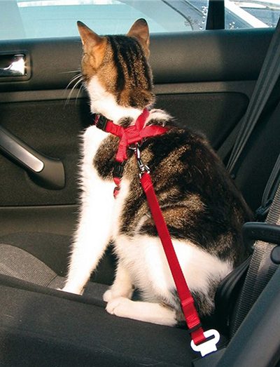 Transportation of cats in the car