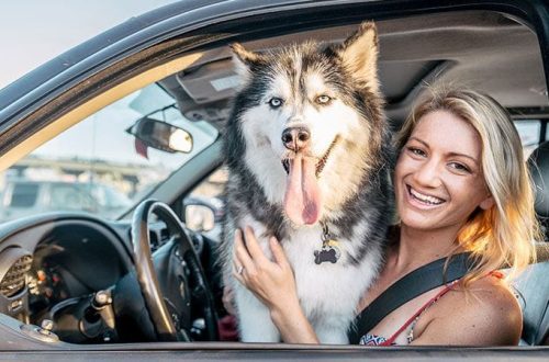 Transportation of dogs in the car: how to drive safely with open windows