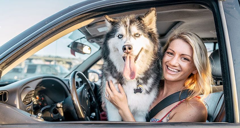 Transportation of dogs in the car: how to drive safely with open windows