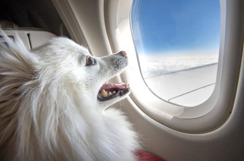 Traveling by plane with a dog