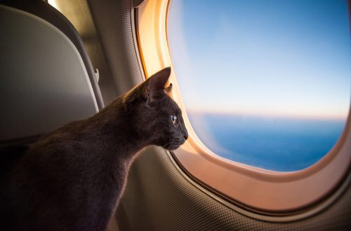 Traveling with a cat