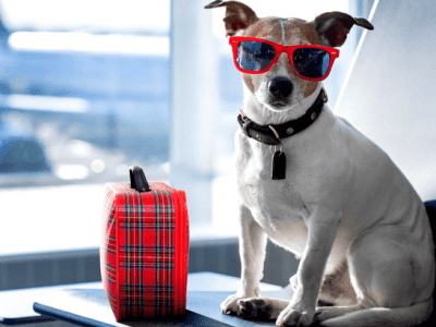 Traveling with a pet &#8211; how to prepare?
