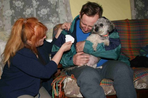 Treatment by dogs: canistherapy, animal therapy and help in solving social problems