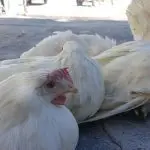Treatment methods for diarrhea in chickens and adult broilers, what to do to prevent diseases