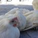 Necessary conditions for rearing and keeping laying hens