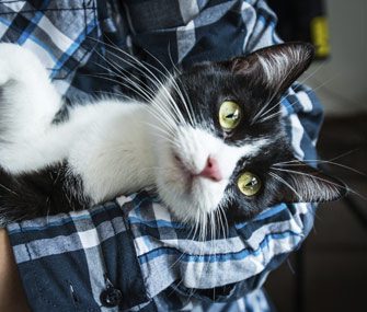 Իսկական ընկերներ. ինչպես են կատուներն օգնում մարդկանց