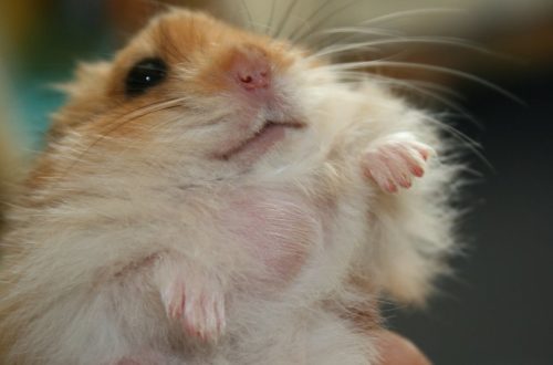 Tumor in a hamster: causes and treatment (bumps on the neck, abdomen, sides and other parts of the body)
