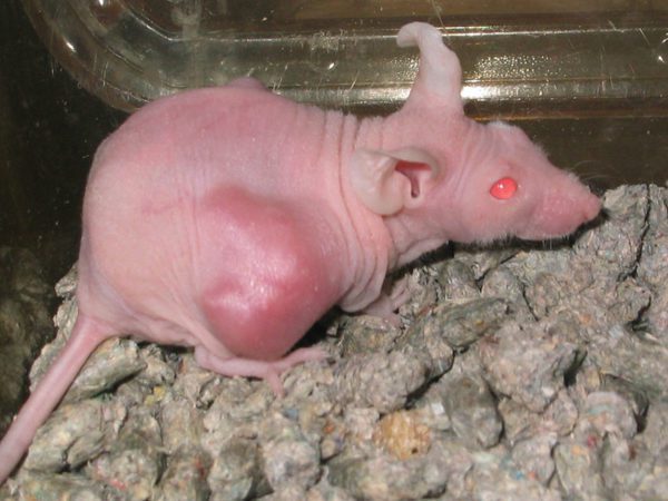 Tumors in domestic rats: symptoms, treatment, prevention