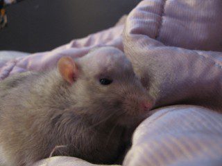 Tumors in domestic rats: symptoms, treatment, prevention