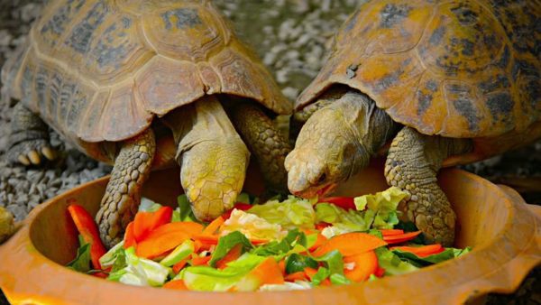 Turtle - carnivore or herbivore?