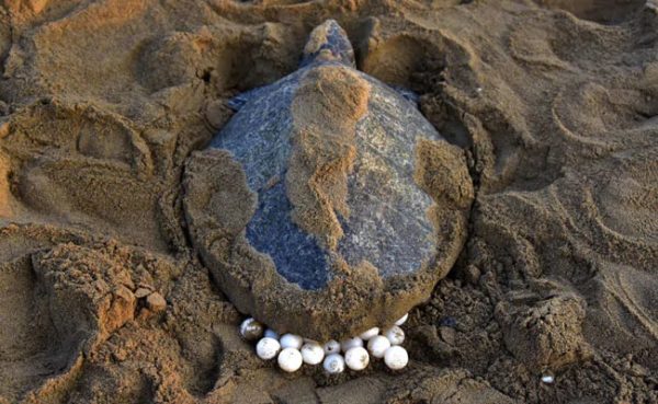 Turtle eggs (pregnancy and laying): how to understand that a turtle is pregnant, how eggs are laid and what determines the sex of the embryo