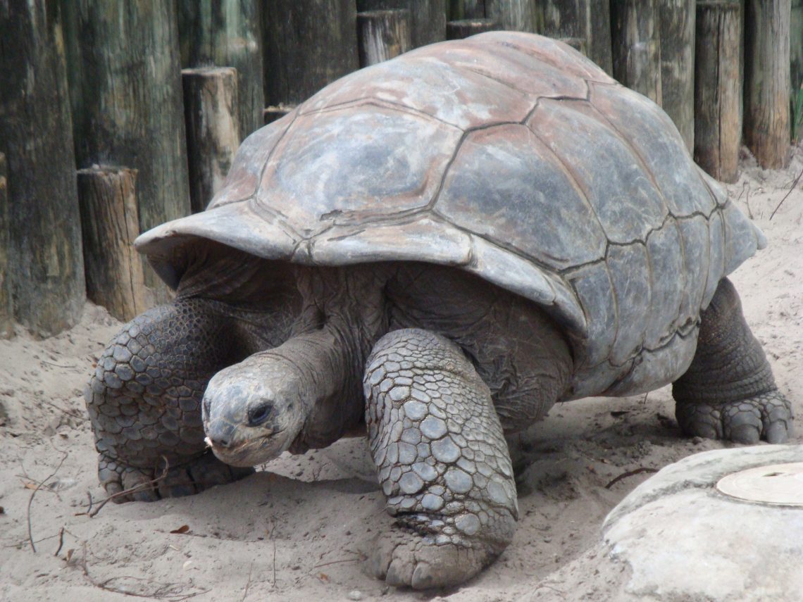 Turtles at home, how long they can live: sea, land tortoise and Central Asian tortoise