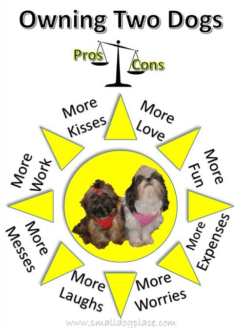 Two dogs in the house: pros and cons