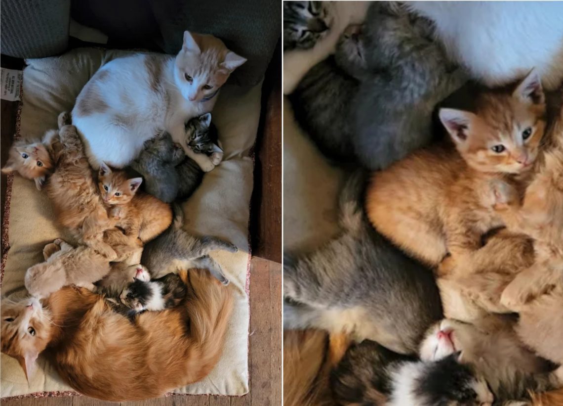 Two families and their kittens