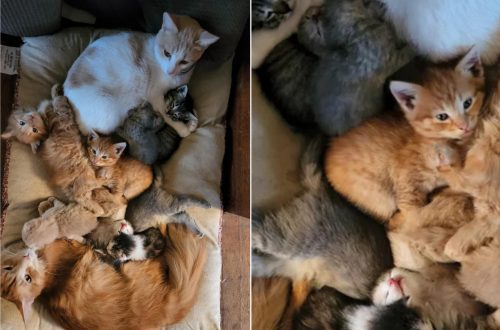 Dvije porodice i njihovi mačići