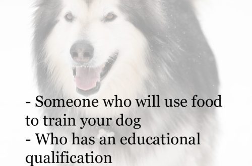 Types of dog training and how to choose the right one for your pet