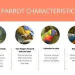 Types of domestic and talking parrots, their characteristics and behavioral features